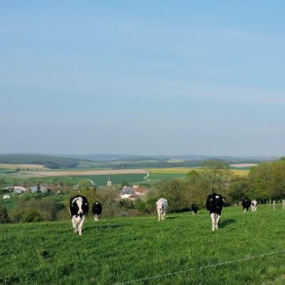 Vue de Bethelainville en arrivant par Dombasle