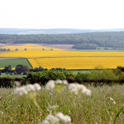 Champs de colza autour de Bethelainville